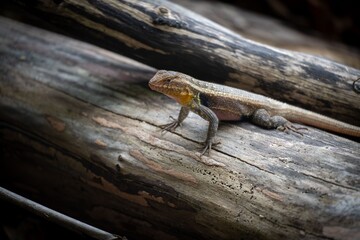 Lizard on a Weathered Log