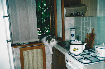 Young cat sitting on a kitchen windowsill in a typical Ukrainian apartment interior, early 2000s analog photography with soft natural lighting