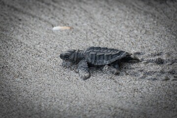 Baby sea turtle on sandy beach