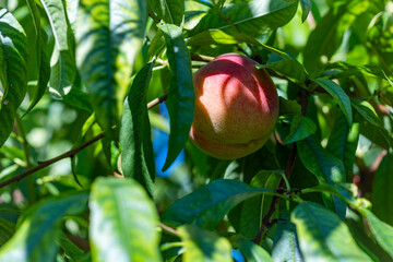 Fresh, ripe peaches on the tree in fruit summer garden, closeup. Rich harvest of peaches. Ripe fruits on the peach tree in the orchard. Homegrown, organic peaches