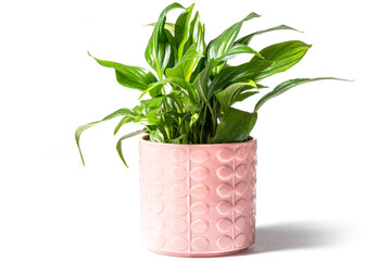 green plant in a pink pot on the white background