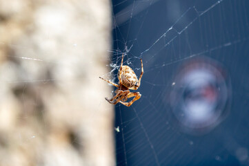 Araña de los puentes o Larinioides  sclopetarius acechando en la tela de araña.