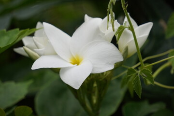 Plumeria or white Frangipani or Champa flower with its bud