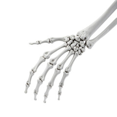 A detailed X ray image of a human hand showing bones including the phalanges, metacarpals, and wrist bones. Suitable for spooky Halloween themes and holiday crafts.