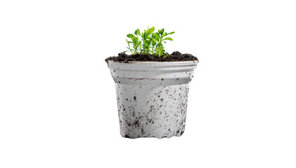 Fototapeta premium Small plant in a simple white pot