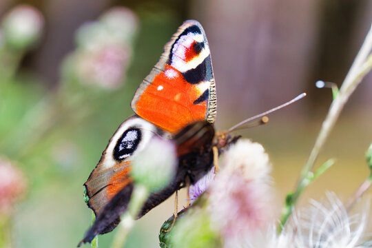 Schmetterling