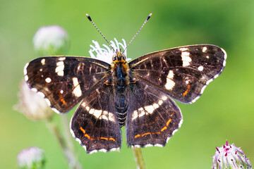 Schmetterling