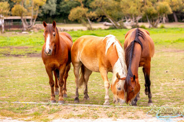 Fototapeta premium horses on the farm in summer
