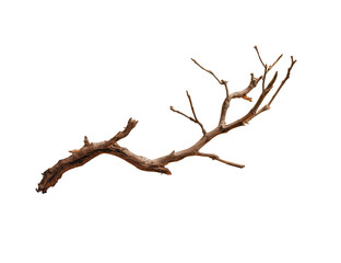 A detailed image of a dried, gnarled branch