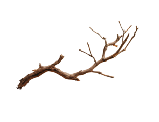 A detailed image of a dried, gnarled branch