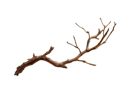 A detailed image of a dried, gnarled branch