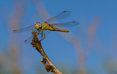 Dragonfly Resting on Tree Branch Against Sky