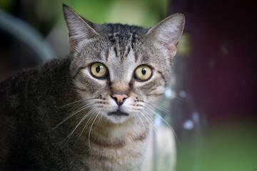 A close-up of a tabby cat with striking yellow eyes and a blurred background.