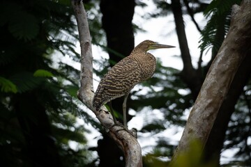 Striking heron perched on a tree branch in a lush forest setting, showcasing its intricate plumage.