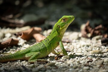 Fototapeta premium A vibrant green iguana basks in the sun on a rocky surface with scattered leaves.
