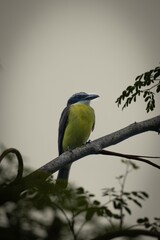 Vibrant Boat-billed Flycatcher bird with yellow plumage perched on a branch against a muted sky.