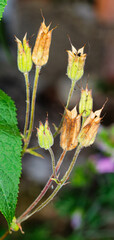 Blume