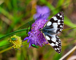 Schmetterling