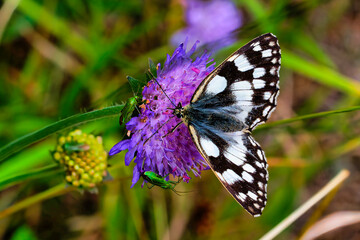 Schmetterling