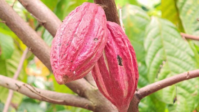 Cocoa pods hanging on tree in cocoa plantation