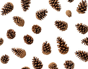pine cones and nuts 