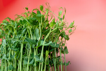 Fresh green pea shoots microgreens with tendrils on a vibrant red background, healthy organic food concept with copy space