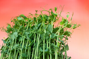 Green Pea Shoots Microgreens, Fresh Organic Edible Garnish, Healthy Food Ingredients. Ideal for culinary photography, food packaging, recipe illustrations, and health blogs, emphasizing sustainable, 