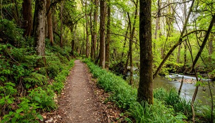 Naklejka premium A tranquil woodland path beside a babbling brook