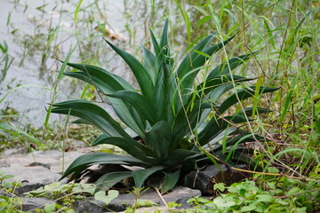 Obraz premium Spiky Green Succulent Agave Plant Growing in Natural Outdoor Setting