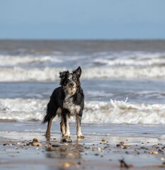 Dog on a Sandy Beach with Waves