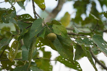 Fototapeta premium Tree Branch with Green Leaves and Round Fruit