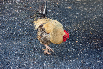 a beautiful rooster walking at a farm, african small entrepreneur , Botswana