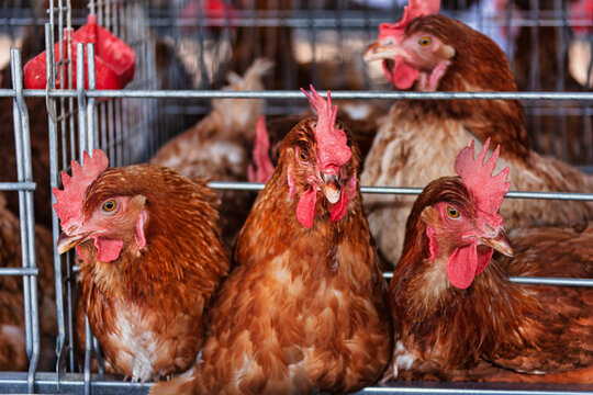 egg production hens in battery cages, at a farm, industrial production, african small entrepreneur , Botswana