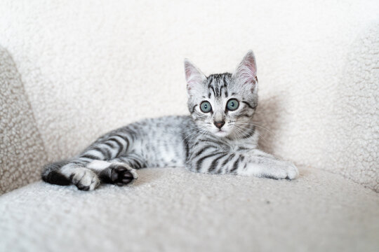Grey kitten relaxing comfortably at home - Powered by Adobe