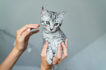Adorable grey kitten held gently by hands