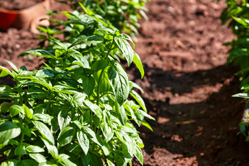 Green Basil Field in Urban Farming, Small Scale Agricultural Production and Community Gardening Concept