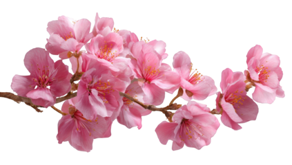 Close-up of a delicate pink cherry blossom branch (1)