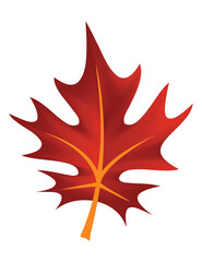 A Vibrant Autumn Maple Leaf Displaying a Bright, Striking Orange Color in Natures Beauty