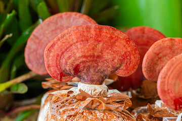 Red Reishi /Lingzhi /Varnished conk /Lacquered bracket /Ling chih (Ganoderma lucidum) mushroom a medicinal fungus used in traditional medicine 