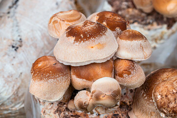 Baby Shiitake /Chinese /Black mushrooms (Lentinula edodes) an edible gourmet and traditional medicine mushrooms