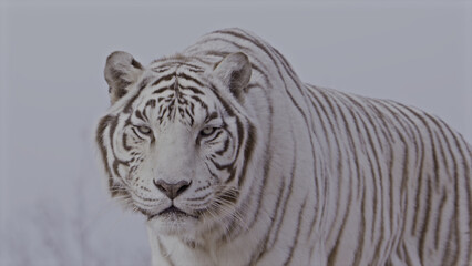 white bengal tiger
