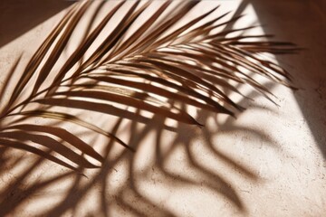 Fototapeta premium Dried palm frond casts shadows on beige wall
