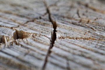 Holz