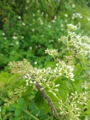 Close-up of wild white flowering plant with small clustered blossoms in natural green background