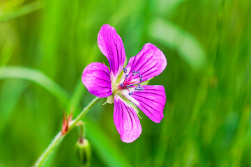 Fototapeta premium Blume