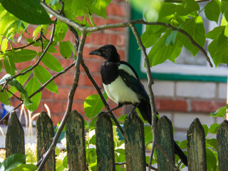 Wild Magpie Perched on Old Fence.