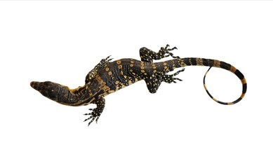The black roughneck monitor lizard isolated on white backgroun