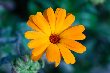 Blume