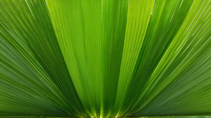 Obraz premium Closeup of a palm leaf