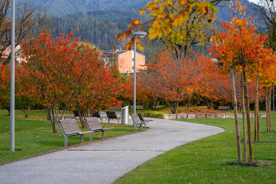 Walking road with benches in a city park among trees in autumn. Autumn city park.